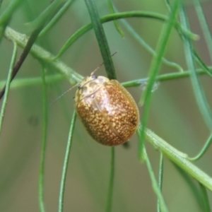 Paropsisterna cloelia at Hughes, ACT - 23 Oct 2022