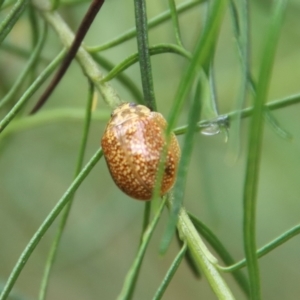 Paropsisterna cloelia at Hughes, ACT - 23 Oct 2022