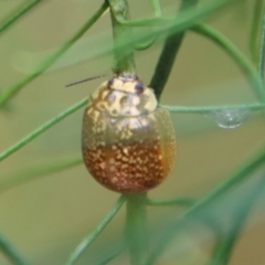 Paropsisterna cloelia at Hughes, ACT - 23 Oct 2022