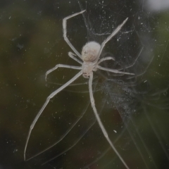 Cryptachaea gigantipes (White porch spider) at Wanniassa, ACT - 23 Oct 2022 by JohnBundock