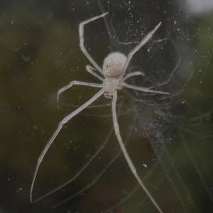 Cryptachaea gigantipes at Wanniassa, ACT - 23 Oct 2022