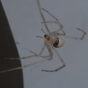 Cryptachaea gigantipes at Wanniassa, ACT - 23 Oct 2022 04:37 PM