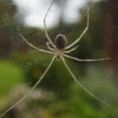 Cryptachaea gigantipes at Wanniassa, ACT - 23 Oct 2022