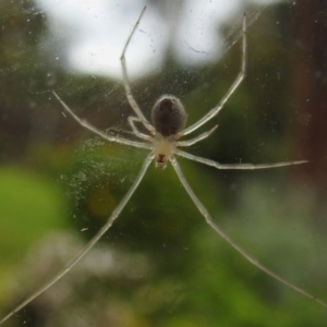 Cryptachaea gigantipes at Wanniassa, ACT - 23 Oct 2022