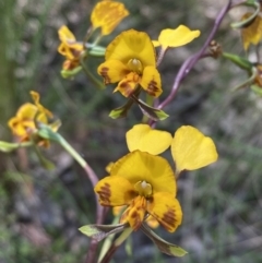 Diuris semilunulata (Late Leopard Orchid) at Mount Jerrabomberra QP - 25 Oct 2022 by Steve_Bok