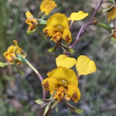 Diuris semilunulata (Late Leopard Orchid) at Mount Jerrabomberra QP - 25 Oct 2022 by Steve_Bok