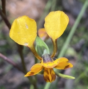 Diuris semilunulata at Jerrabomberra, NSW - suppressed