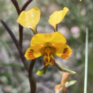 Diuris semilunulata at Jerrabomberra, NSW - suppressed