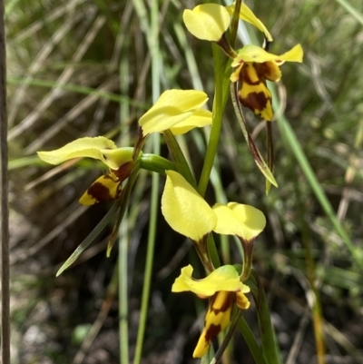 Diuris sulphurea (Tiger Orchid) at Mount Jerrabomberra QP - 25 Oct 2022 by Steve_Bok