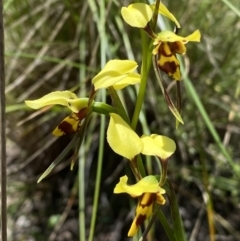 Diuris sulphurea (Tiger Orchid) at Mount Jerrabomberra  - 25 Oct 2022 by Steve_Bok