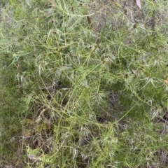 Clematis leptophylla at Jerrabomberra, NSW - 23 Oct 2022