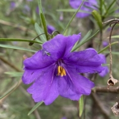 Solanum linearifolium (Kangaroo Apple) at Jerrabomberra, NSW - 23 Oct 2022 by Steve_Bok