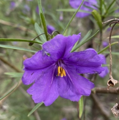 Solanum linearifolium (Kangaroo Apple) at Jerrabomberra, NSW - 23 Oct 2022 by SteveBorkowskis