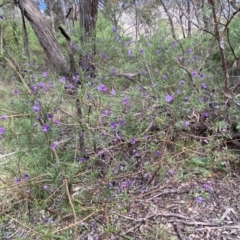 Solanum linearifolium at Jerrabomberra, NSW - 23 Oct 2022