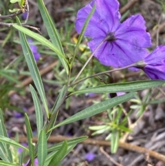 Solanum linearifolium at Jerrabomberra, NSW - 23 Oct 2022