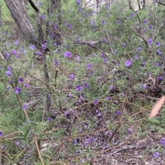 Solanum linearifolium at Jerrabomberra, NSW - 23 Oct 2022