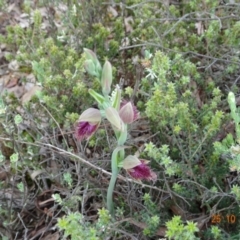 Calochilus platychilus (Purple Beard Orchid) at Black Mountain - 25 Oct 2022 by GirtsO