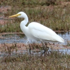 Ardea plumifera (Plumed Egret) at Fyshwick, ACT - 27 Oct 2022 by RodDeb