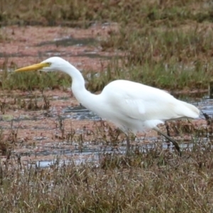 Ardea plumifera at Fyshwick, ACT - 27 Oct 2022 12:44 PM