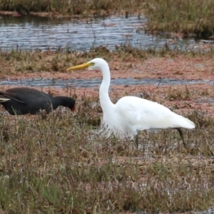 Ardea plumifera at Fyshwick, ACT - 27 Oct 2022 12:44 PM