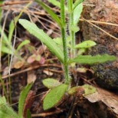 Wahlenbergia sp. at Paddys River, ACT - 26 Oct 2022