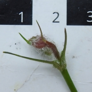 Wahlenbergia sp. at Paddys River, ACT - 26 Oct 2022