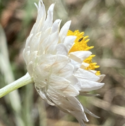 Leucochrysum albicans subsp. tricolor (Hoary Sunray) at Curtin, ACT - 27 Oct 2022 by RAllen