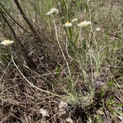 Leucochrysum albicans subsp. tricolor at Curtin, ACT - 27 Oct 2022