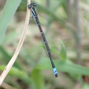 Austroagrion watsoni at Murrumbateman, NSW - 27 Oct 2022