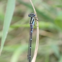 Austroagrion watsoni at Murrumbateman, NSW - 27 Oct 2022