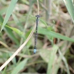 Austroagrion watsoni at Murrumbateman, NSW - 27 Oct 2022