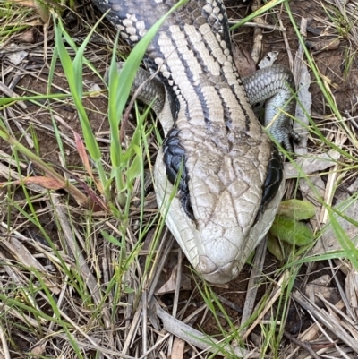 Tiliqua scincoides scincoides (Eastern Blue-tongue) at Curtin, ACT - 27 Oct 2022 by RAllen