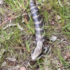 Tiliqua scincoides scincoides at Curtin, ACT - 27 Oct 2022