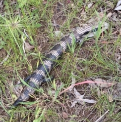 Tiliqua scincoides scincoides at Curtin, ACT - 27 Oct 2022 11:31 AM