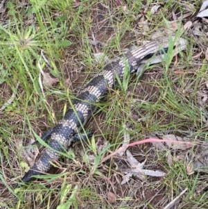 Tiliqua scincoides scincoides at Curtin, ACT - 27 Oct 2022