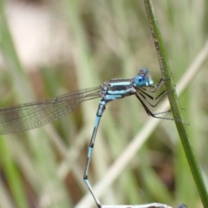 Austrolestes leda at Murrumbateman, NSW - 27 Oct 2022