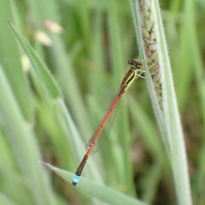 Ischnura aurora (Aurora Bluetail) at Murrumbateman, NSW - 26 Oct 2022 by SimoneC