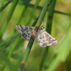 Nacoleia rhoeoalis (Spilomelinae) at Wanniassa Hill - 27 Oct 2022 by RAllen