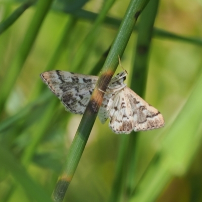 Nacoleia rhoeoalis (Spilomelinae) at Wanniassa Hill - 27 Oct 2022 by RAllen