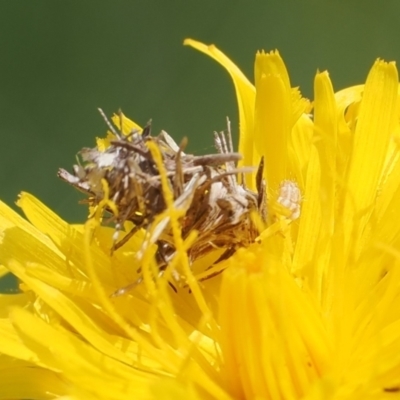 Heliocosma (genus - immature) (A tortrix or leafroller moth) at Wanniassa Hill - 27 Oct 2022 by RAllen