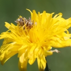 Heliocosma (genus - immature) at Wanniassa Hill - 27 Oct 2022