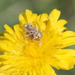 Heliocosma (genus - immature) at Wanniassa Hill - 27 Oct 2022