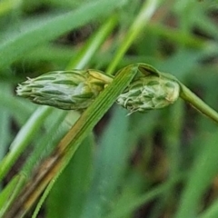 Carex inversa (Knob Sedge) at Watson, ACT - 17 Oct 2022 by abread111