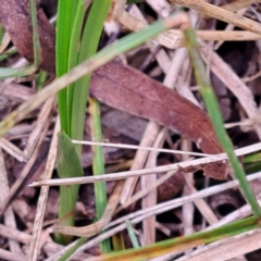 Carex inversa at Watson, ACT - 17 Oct 2022