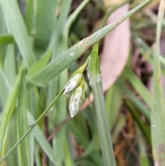 Carex inversa at Watson, ACT - 17 Oct 2022