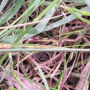 Carex inversa at Watson, ACT - 17 Oct 2022