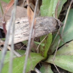 Agrotis (genus) at Murrumbateman, NSW - 27 Oct 2022