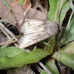 Agrotis (genus) at Murrumbateman, NSW - 27 Oct 2022