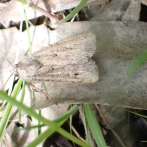 Agrotis (genus) at Murrumbateman, NSW - 27 Oct 2022