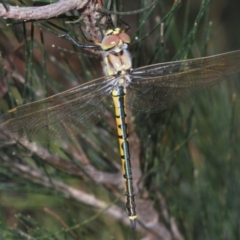 Hemicordulia tau (Tau Emerald) at Lower Boro, NSW - 27 Oct 2022 by Harrisi
